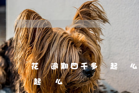 花唄逾期四千多會起訴么(花唄逾期四千多會起訴么)