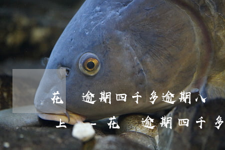 花唄逾期四千多逾期八個(gè)月了說要上門-花唄逾期四千多逾期八個(gè)月了說要上門催收