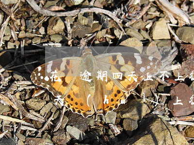 花唄逾期四天上不上征信(支付寶花唄逾期4天會(huì)上征信嗎?)