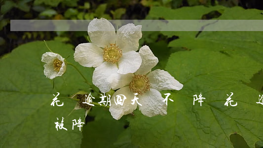 花唄逾期四天會不會降額(花唄逾期信用卡會被降額嗎?)