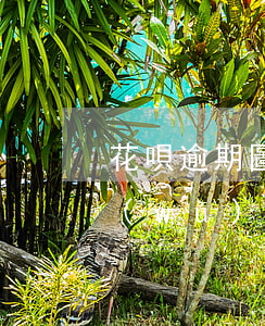 花唄逾期圖片截圖超清(花唄全部還清截圖無(wú)水印)
