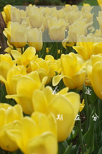 花唄逾期在分期怎么設(shè)置(花唄逾期在分期怎么設(shè)置)