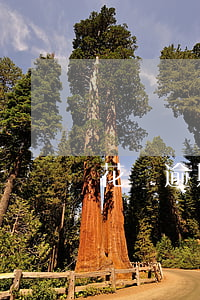 花唄逾期多久不讓分期(花唄分期后不能延期嗎)