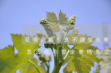 花唄逾期多久不讓坐火車(花唄逾期幾年后話怎么樣影響坐車嗎多少錢會(huì)影響)