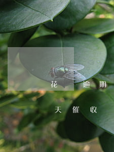 花唄逾期多久催收會上門(花唄逾期800多天催收來電話就是要上門)