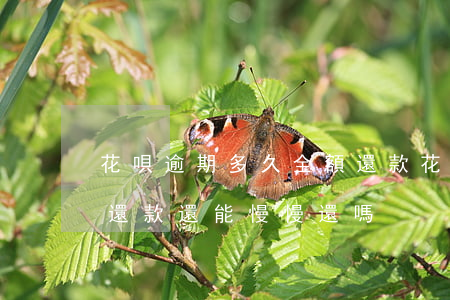 花唄逾期多久全額還款(花唄逾期了要求全額還款還能慢慢還嗎)