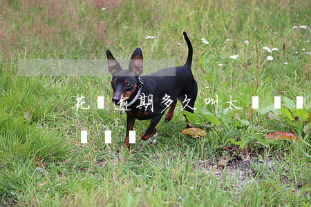 花唄逾期多久叫太長時間(花唄逾期多久叫太長時間)