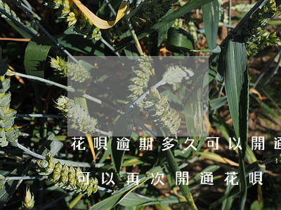 花唄逾期多久可以開通(花唄逾期后什么時候可以再次開通花唄)