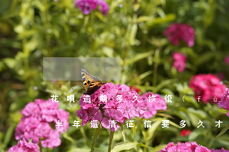 花唄逾期多久恢復(fù)征信(花唄逾期了半年還清征信要多久才能消除)
