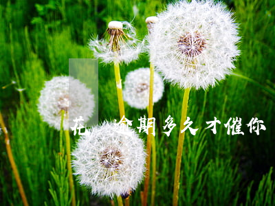 花唄逾期多久才催你還
