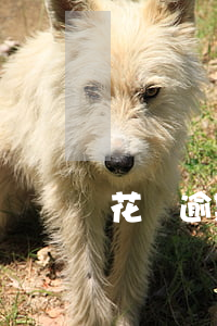 花唄逾期多久才扣分（花唄逾期多久才扣分）
