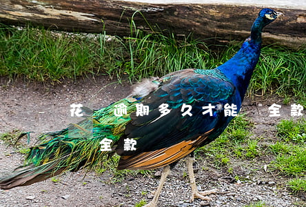 花唄逾期多久才能還全款（花唄逾期多久才能還全款）