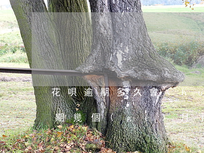 花唄逾期多久會(huì)上征信呢(花唄逾期幾個(gè)月了,還了會(huì)不會(huì)上征信)