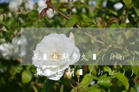 花唄逾期多久會(huì)影響貸款(支付寶花唄逾期會(huì)影響以后銀行貸款嗎)