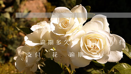 花唄逾期多久會(huì)有負(fù)面(支付寶花唄逾期幾分鐘會(huì)不會(huì)影響信譽(yù))