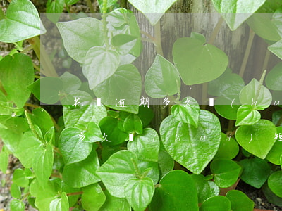 花唄逾期多久會(huì)短信催(花唄逾期多久會(huì)短信催)