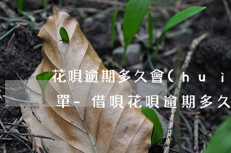 花唄逾期多久會(huì)被列入失信人名單-借唄花唄逾期多久會(huì)被列入失信人名單