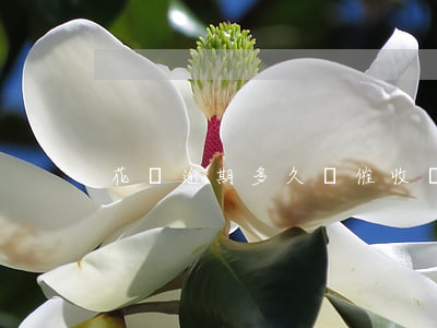 花唄逾期多久會催收嗎(花唄多久不還會催款)