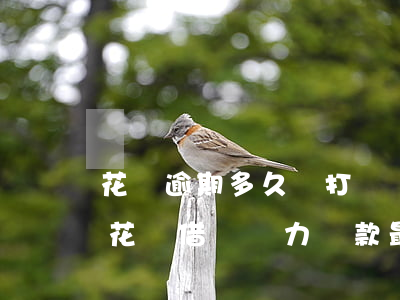 花唄逾期多久會打電話給家里人打電話嗎-花唄借唄無力還款最佳處理方法