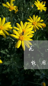 花唄逾期多久會用不了(花唄逾期時間長了不能用了.要多久恢復(fù))