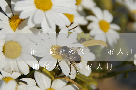 花唄逾期多久會給家人打電話催款-花唄逾期多久會給家人打電話催款呢