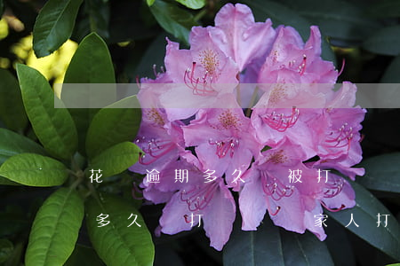 花唄逾期多久會被打電話給家人-花唄逾期多久會打電話給家人打電話