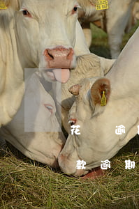 花唄逾期多久會被起訴會有什么后果（花唄還款逾期多久會被起訴）
