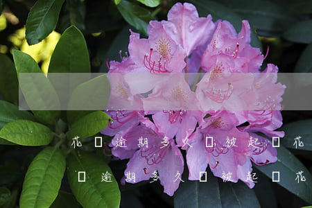 花唄逾期多久會被起訴?花唄逾期用不了-花唄逾期多久會被起訴?花唄逾期用不了怎么辦