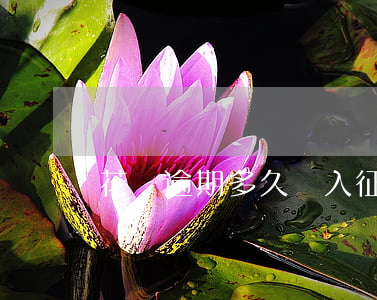 花唄逾期多久納入征信