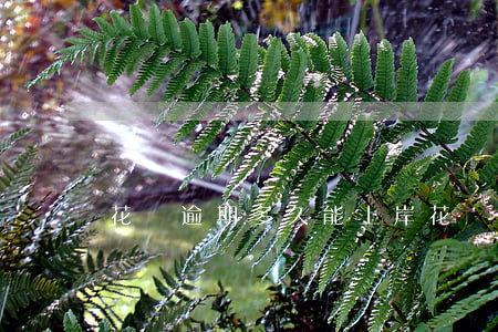 花唄逾期多久能上岸(花唄逾期多久能上岸啊)