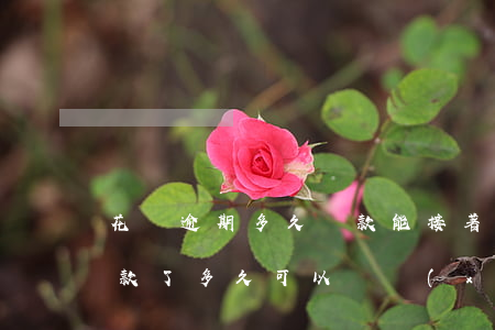 花唄逾期多久還款能接著用(支付寶逾期后還款了多久可以繼續(xù)用花唄)