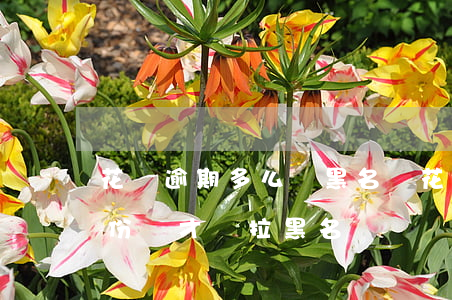 花唄逾期多么會黑名單(花唄借唄逾期多久身份證才會拉黑名單)