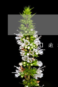 花唄逾期多少天會(huì)被禁用