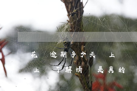 花唄逾期多少天會上門嗎(花唄逾期半年說要上門了解情況是真的嗎)