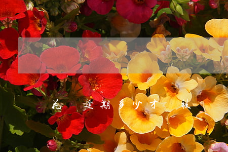 花唄逾期多少才會被訴訟