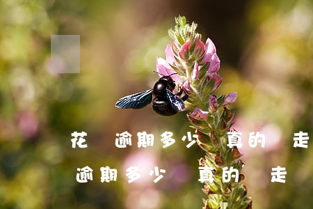 花唄逾期多少錢真的會走訪戶籍地嗎-花唄逾期多少錢真的會走訪戶籍地嗎知乎