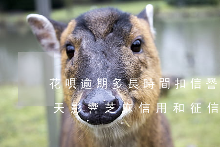 花唄逾期多長時間扣信譽等級(花唄逾期多少天影響芝麻信用和征信)