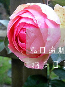 花唄逾期多長時間會被拉入黑名單-花唄逾期多長時間會被拉入黑名單里