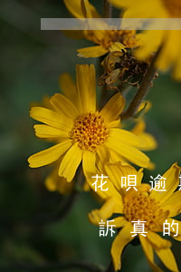 花唄逾期好久會被起訴(花唄逾期多久會被起訴,真的會上門嗎?)