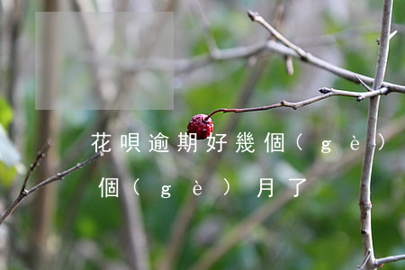 花唄逾期好幾個(gè)月了(花唄逾期好幾個(gè)月了)