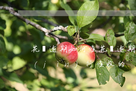 花唄逾期如何催(花唄逾期催收是什么部門進(jìn)行催收的)