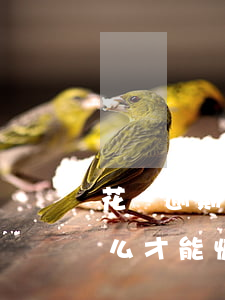 花唄逾期如何再次使用(花唄逾期不能使用 怎么才能恢復使用)