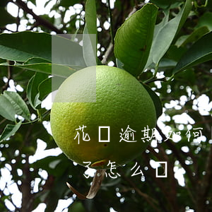 花唄逾期如何協(xié)商延期(花唄延期了怎么辦)