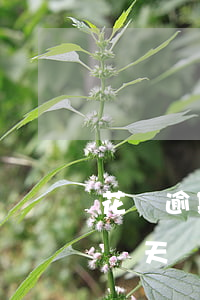 花唄逾期如何恢復(fù)使用(花唄逾期了幾天,現(xiàn)在還了,怎么可以恢復(fù)使用)