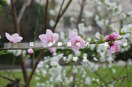 花唄逾期委托方-花唄逾期委托律師電話催,暫時還不起怎么辦