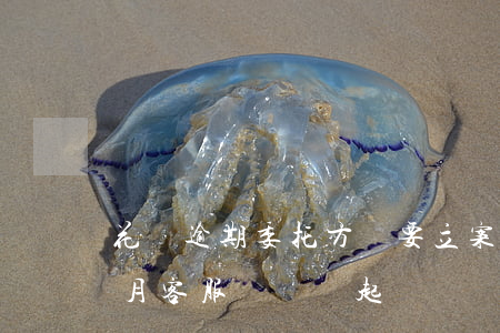 花唄逾期委托方說要立案(螞蟻花唄逾期三個月,客服說準備起訴)