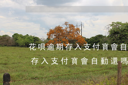 花唄逾期存入支付寶會自動還嗎-花唄逾期存入支付寶會自動還嗎怎么辦