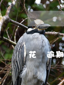 花唄逾期封停了多久能用