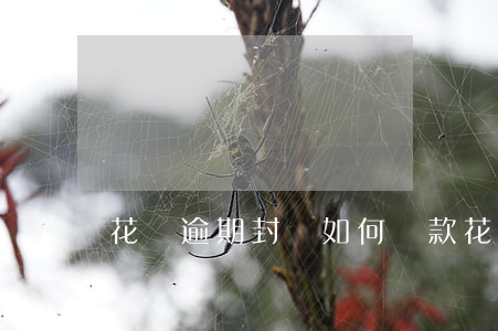 花唄逾期封號如何還款(花唄賬號封停了怎么辦)