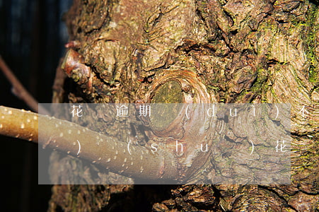 花唄逾期對(duì)不起的說(shuō)說(shuō)(花唄還款的朋友圈說(shuō)說(shuō))